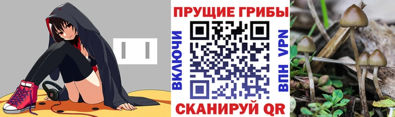 Псилоцибиновые грибы Psilocybine cubensis  купить   площадка как зайти  Сясьстрой 